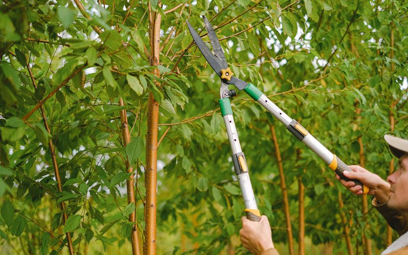 Tree trimming in Mapleton, IA