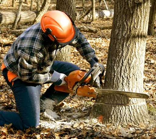 Tree Removal in Mapleton, IA